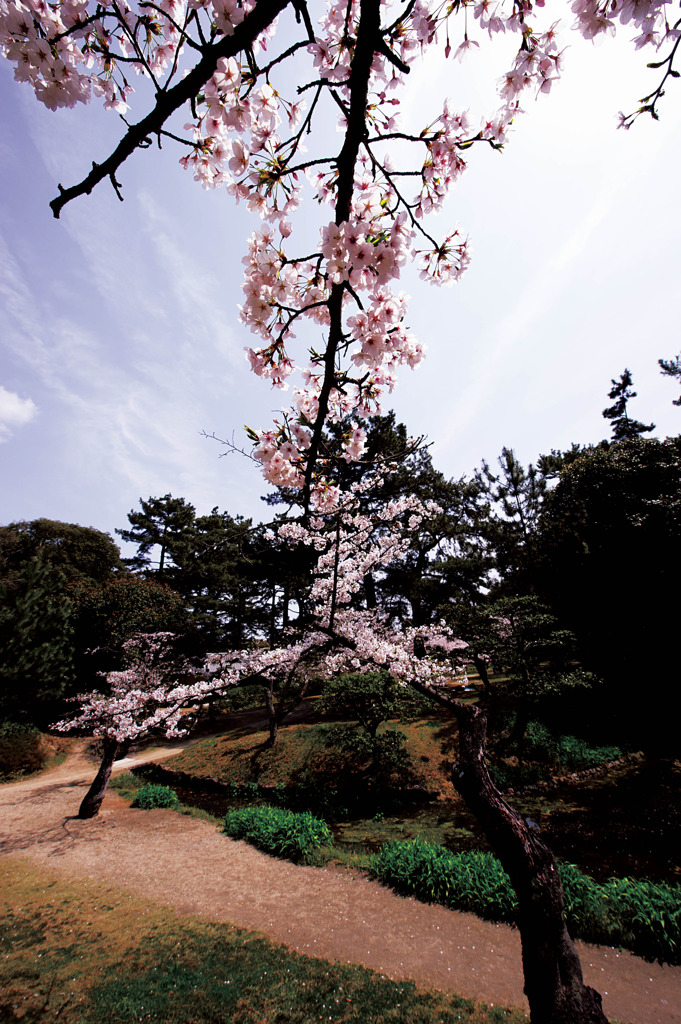 桜リレー〜CMYKにて