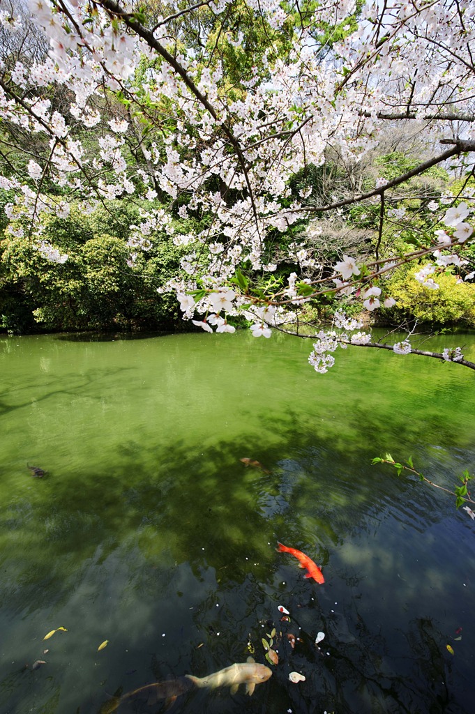 恋桜