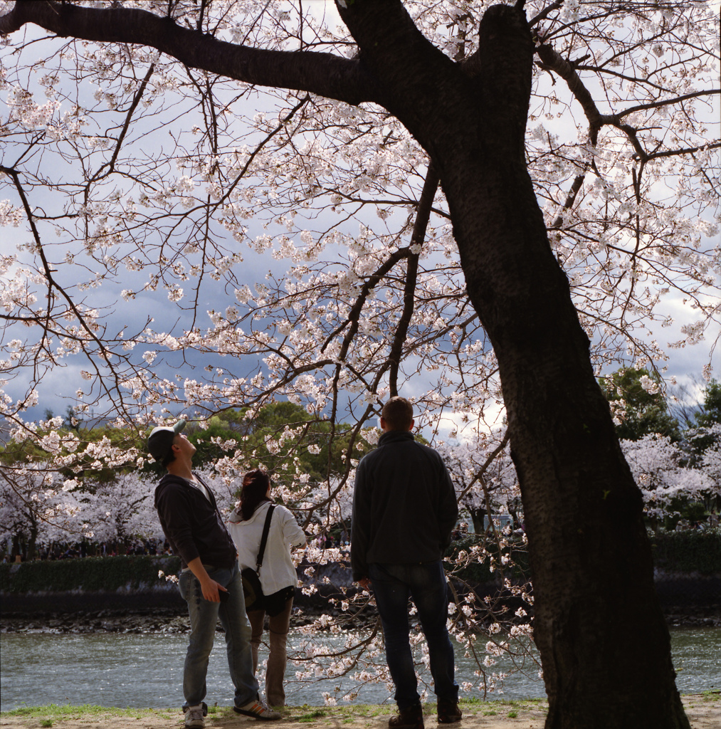 ハッセルと桜