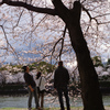 ハッセルと桜