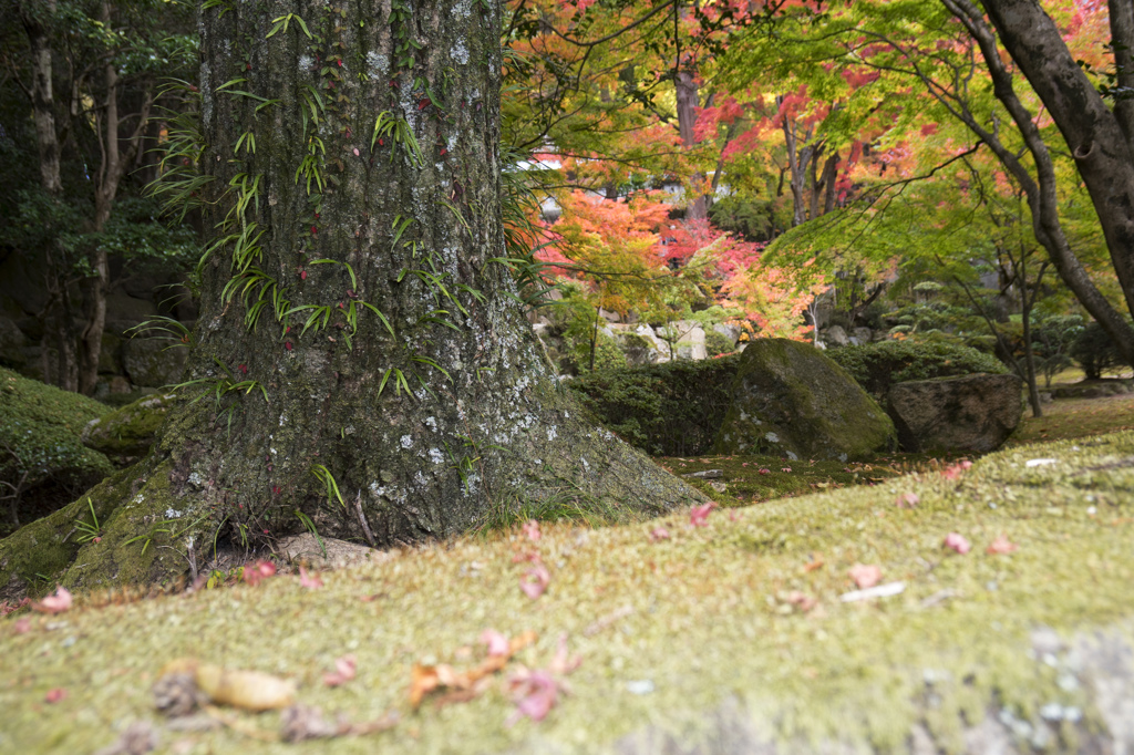 第88番札所 医王山 遍照光院 大窪寺　いおうざん へんじょうこういん おおくぼ