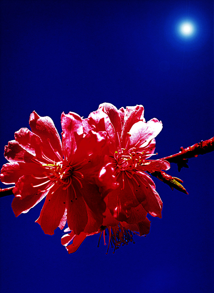 ハイコントラストな桜(HDR)