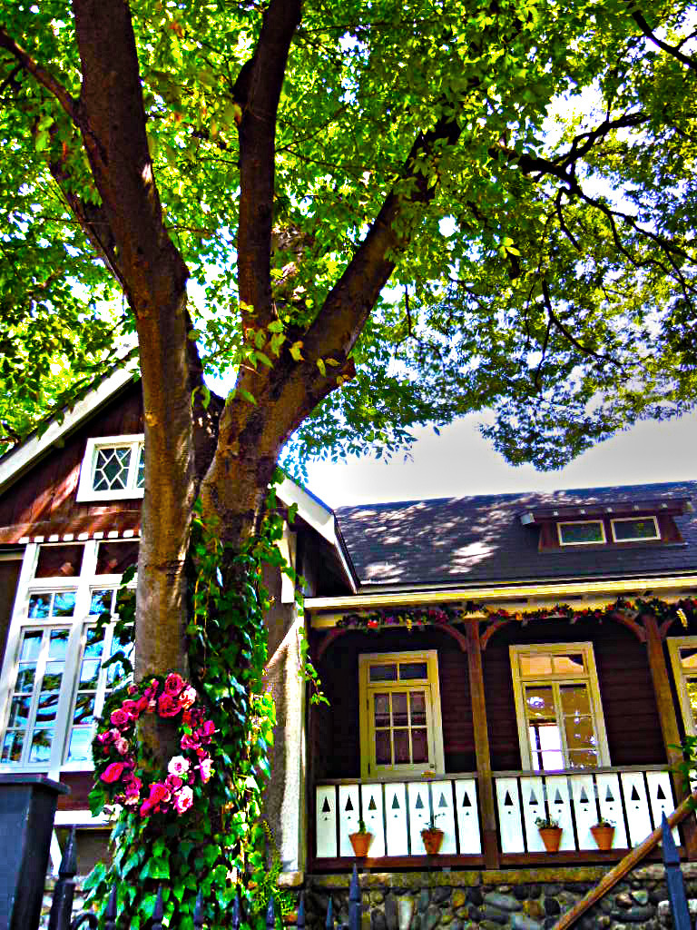 東京のど真ん中と思えない風景