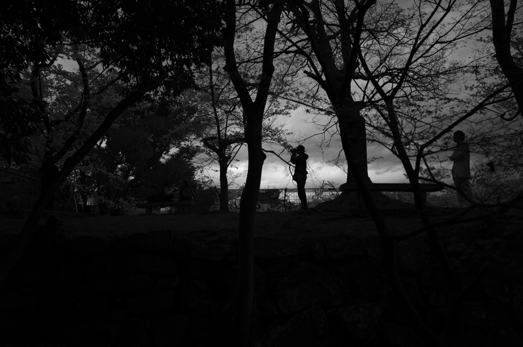 桜フォトセッション2014 in HIROSHIMA