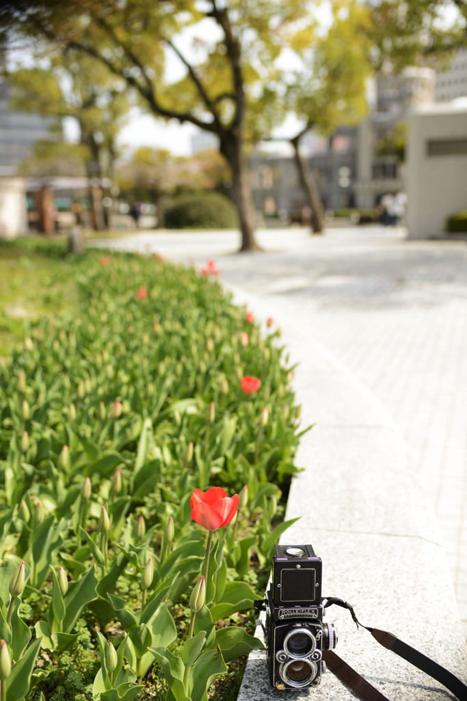 桜よりも