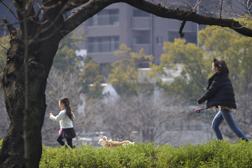 桜ロケハン