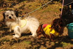 愛犬とリンゴ狩りに♪