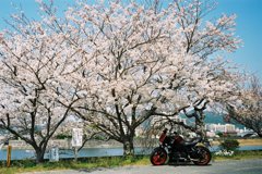 バイクと桜