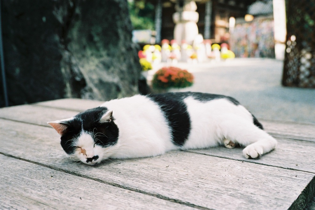 石手寺のねこねこ