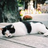 石手寺のねこねこ