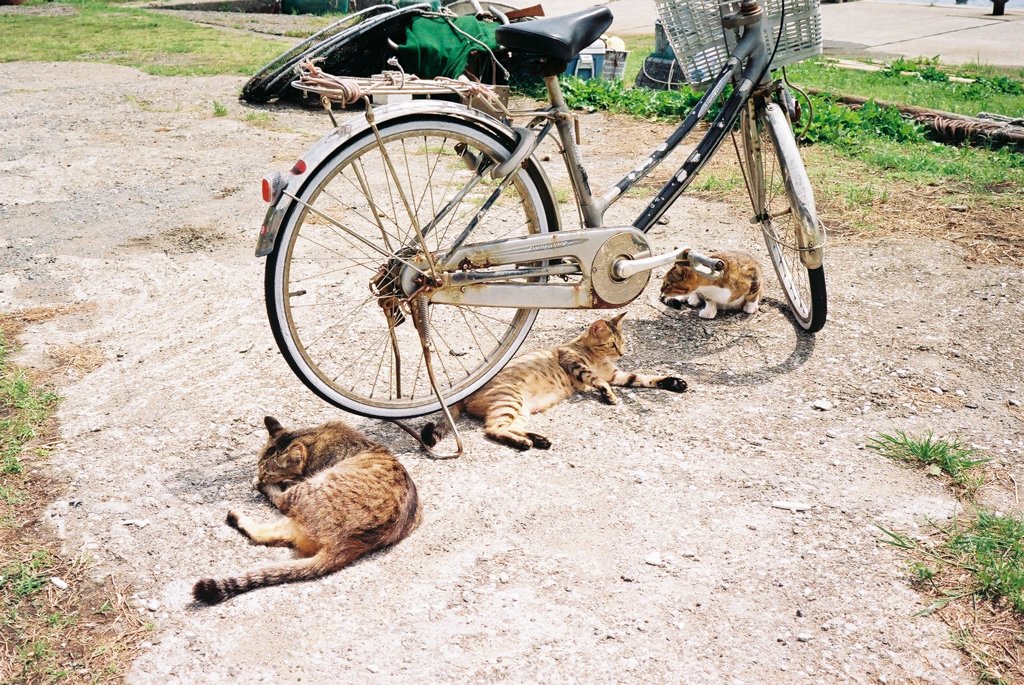 自転車ねこさん