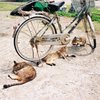 自転車ねこさん