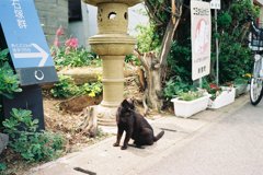 お出迎え猫さん