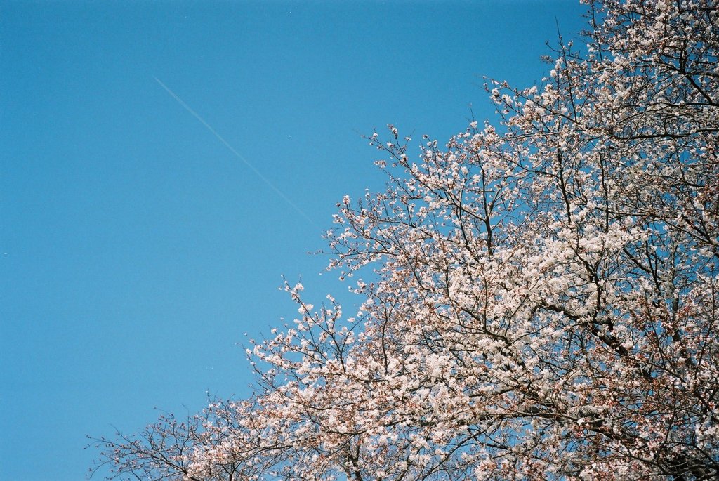 桜とひこうき雲