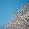 桜とひこうき雲