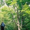 ブナの木