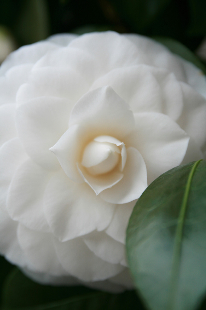 White Flower