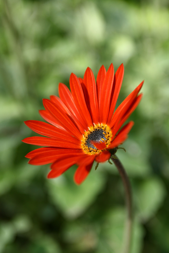 Red Flower