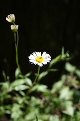 Santa Cruz Flower
