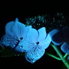 額紫陽花