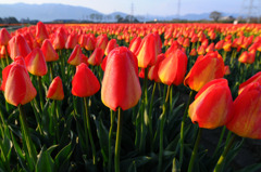 チューリップカーペット