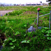 田園