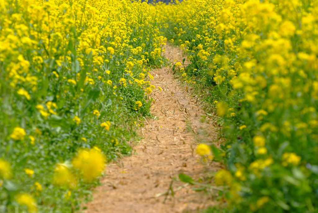 Yellow　Load