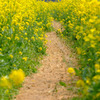 Yellow　Load