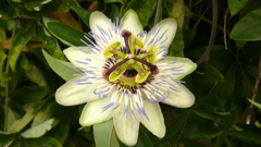 トケイソウPassion flower