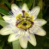 トケイソウPassion flower
