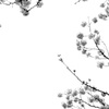 サクラ