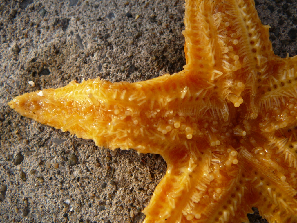 海星