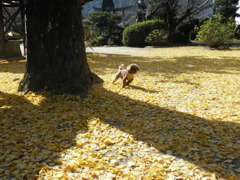 錦帯橋傍の「紅葉谷公園」銀杏と愛犬