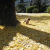 錦帯橋傍の「紅葉谷公園」銀杏と愛犬