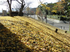 錦帯橋傍の土手