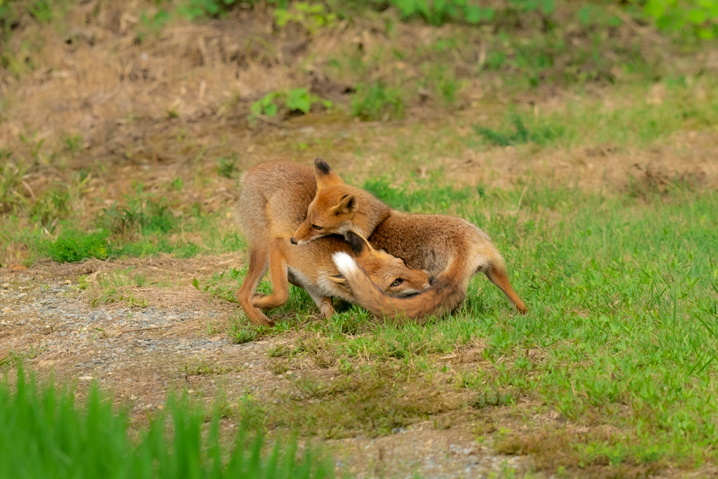 ホンドギツネ