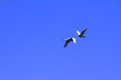 大空1