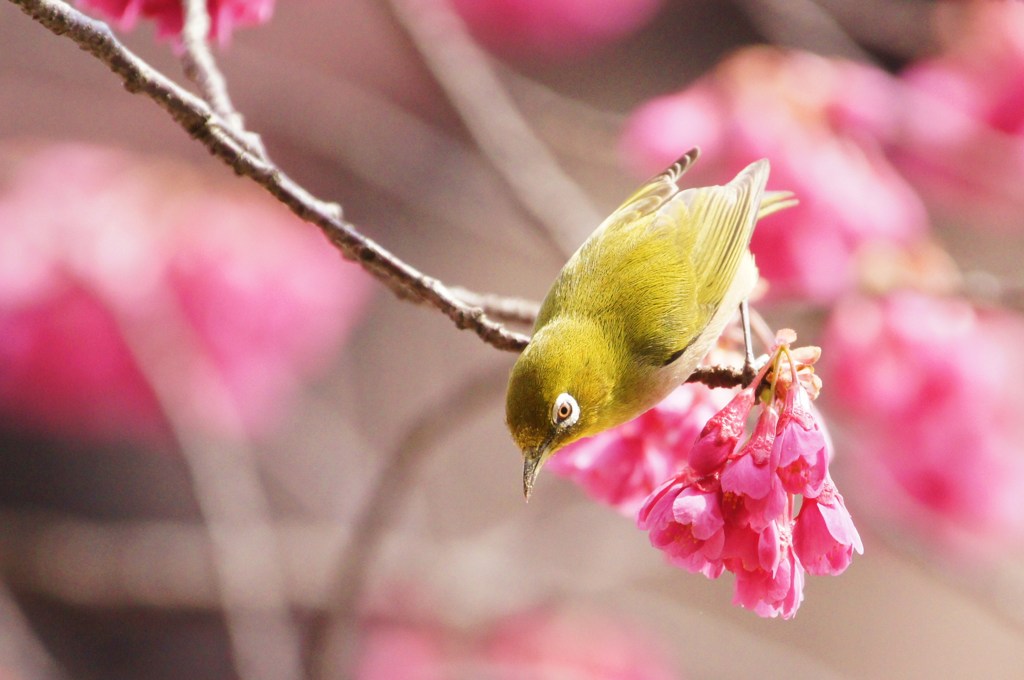 寒緋桜＆メジロ♪