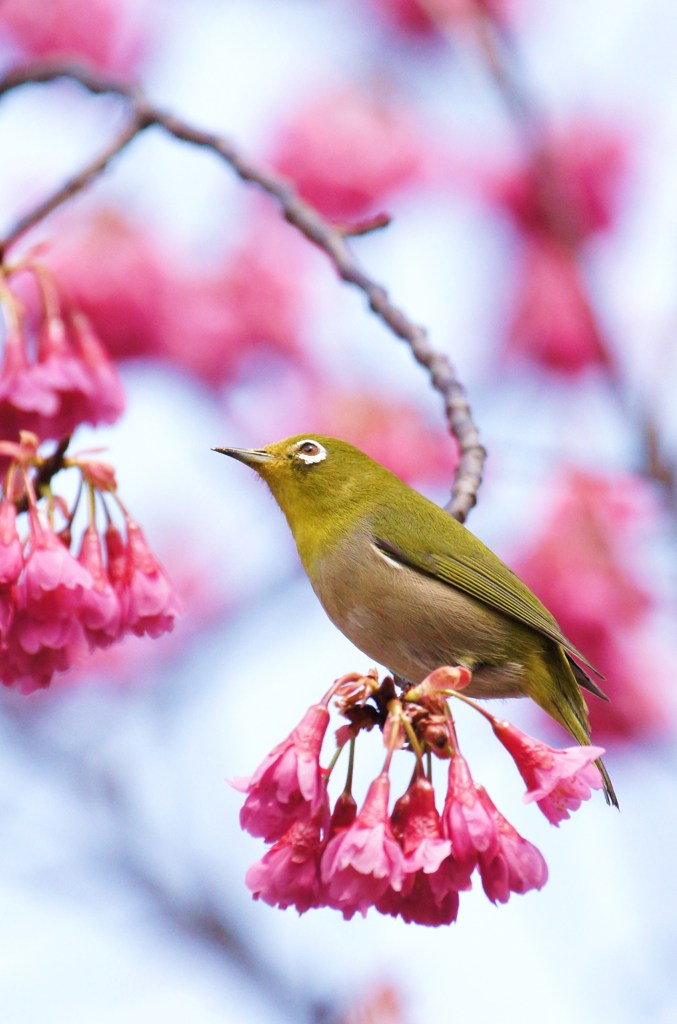 桜ブランコ♪