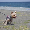 IMGP3217 海からの風
