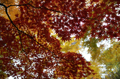 Autumn Leaves 2012.