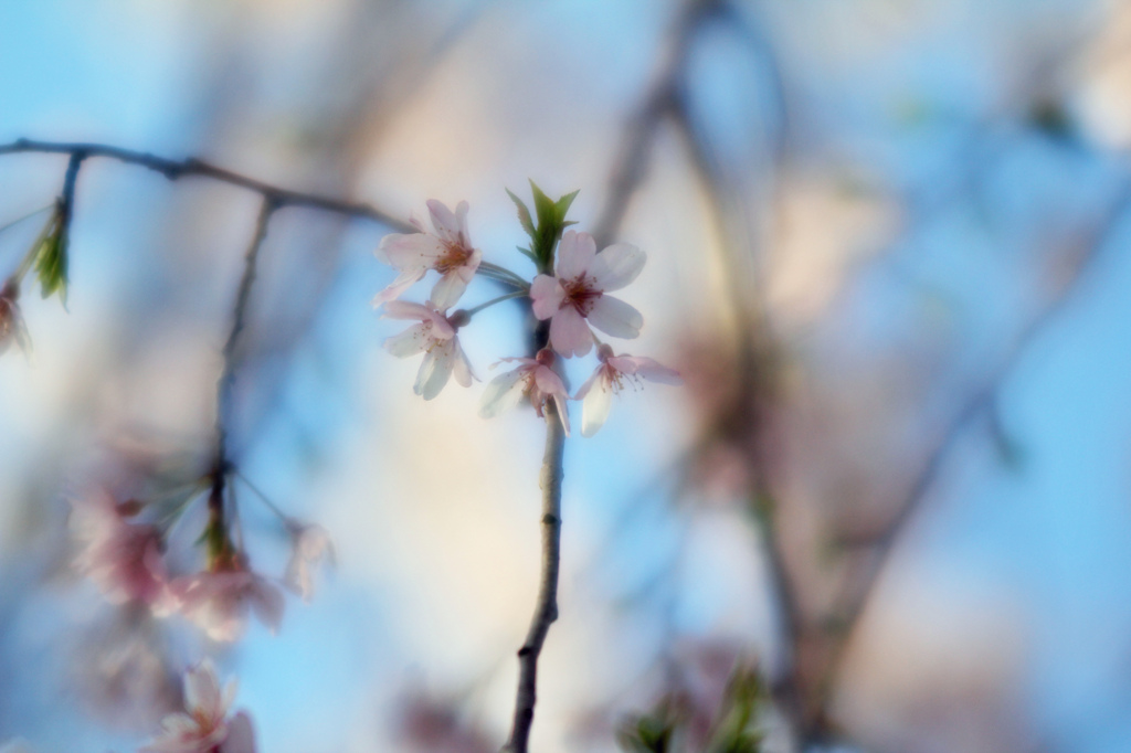 Sakura at YamashitaPark