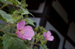 花と寺