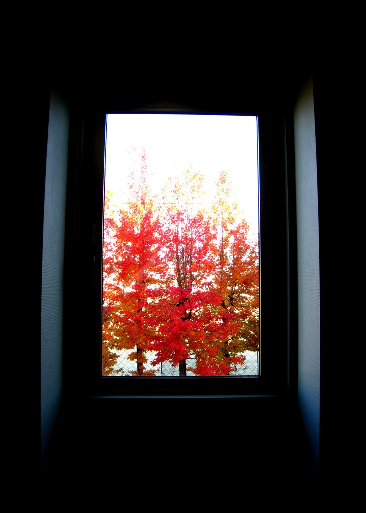 赤く燃えるメープルの木