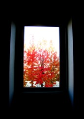 赤く燃えるメープルの木