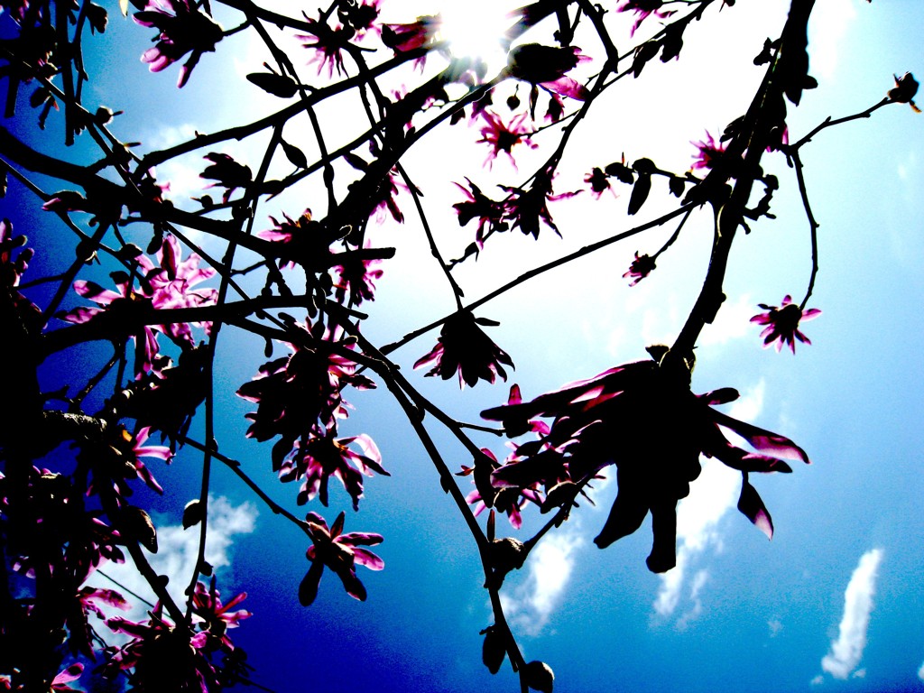 庭のこぶしは生き生きと