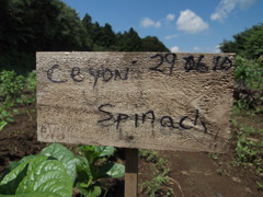 夏の畑