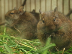 食事中ですが