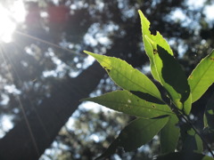 緑