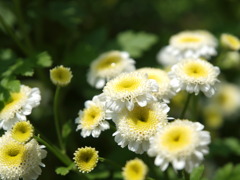 名も知らぬ小花より